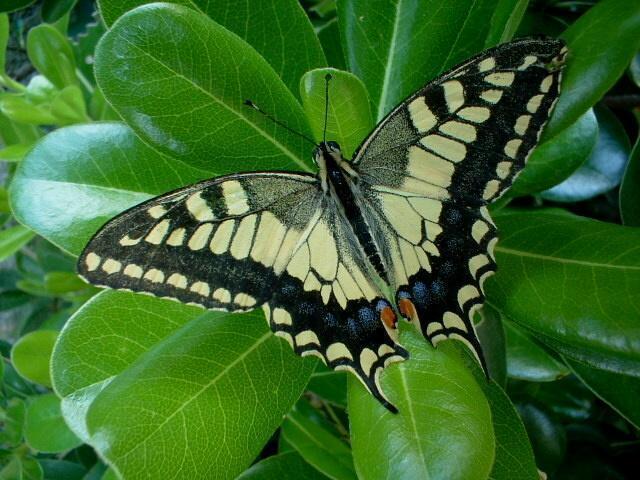 Papilio machaon e Iphiclides podalirius